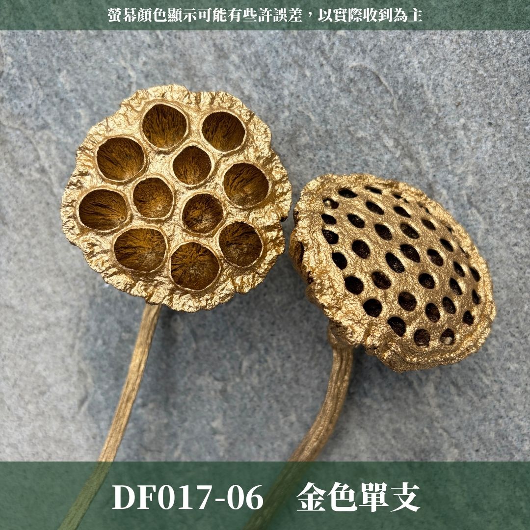 DF017 蓮蓬｜特價天然乾燥蓮蓬 金色蓮蓬 新年花材 插花花材 裝飾道具 拍照道具 乾燥花圈 乾燥花束 鄉村風乾燥花