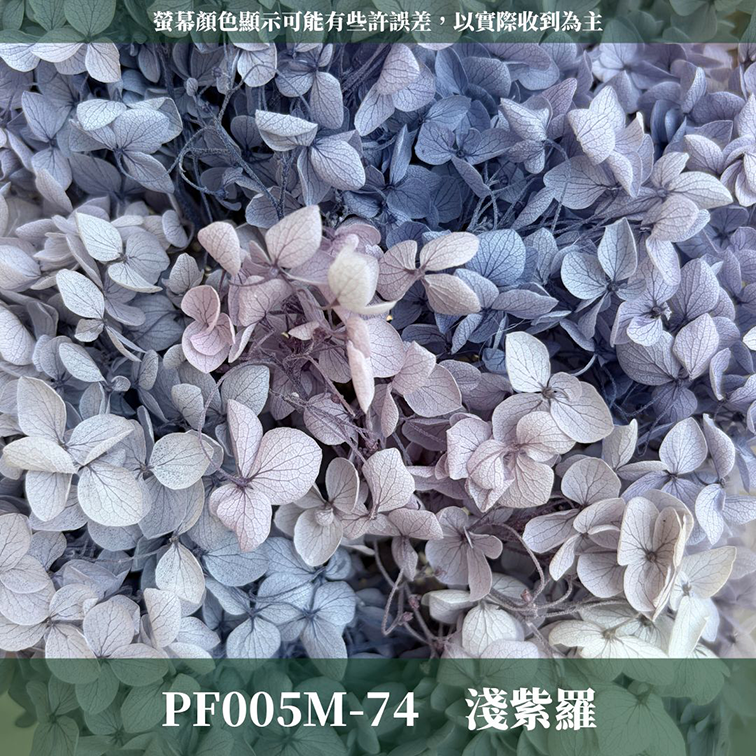 PF005M 安娜繡球中盒裝｜A級 漸層繡球 紫陽花 永生花 不凋花 乾燥花 DIY花材 拍攝道具 浮游花材料包