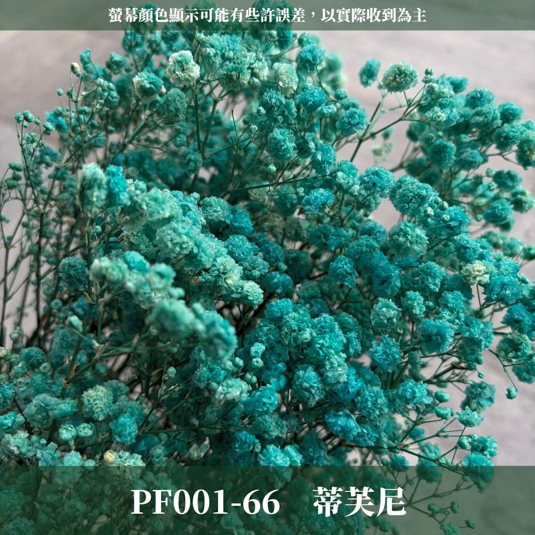 PF001 原裝滿天星｜買四送一！A級永生滿天星工廠直供 拍攝婚禮佈置 韓式不凋滿天星 抖音款永生花 乾燥花 桌花花束