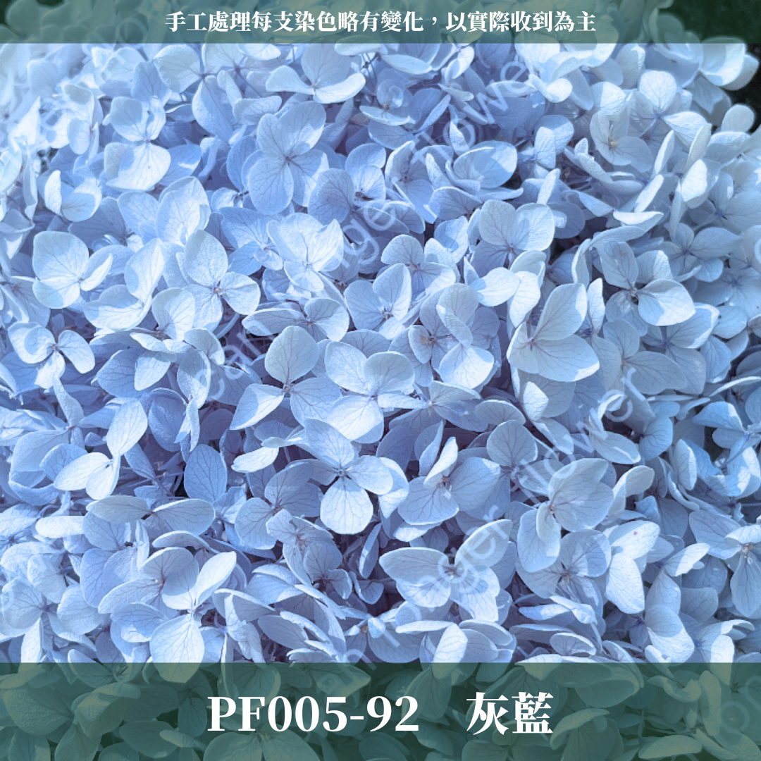 PF005 安娜繡球單支｜ A級 大份量 帶梗紫陽花 永生花 不凋花 乾燥花 DIY花材 拍攝道具 漸變花藝繡球 浮游花