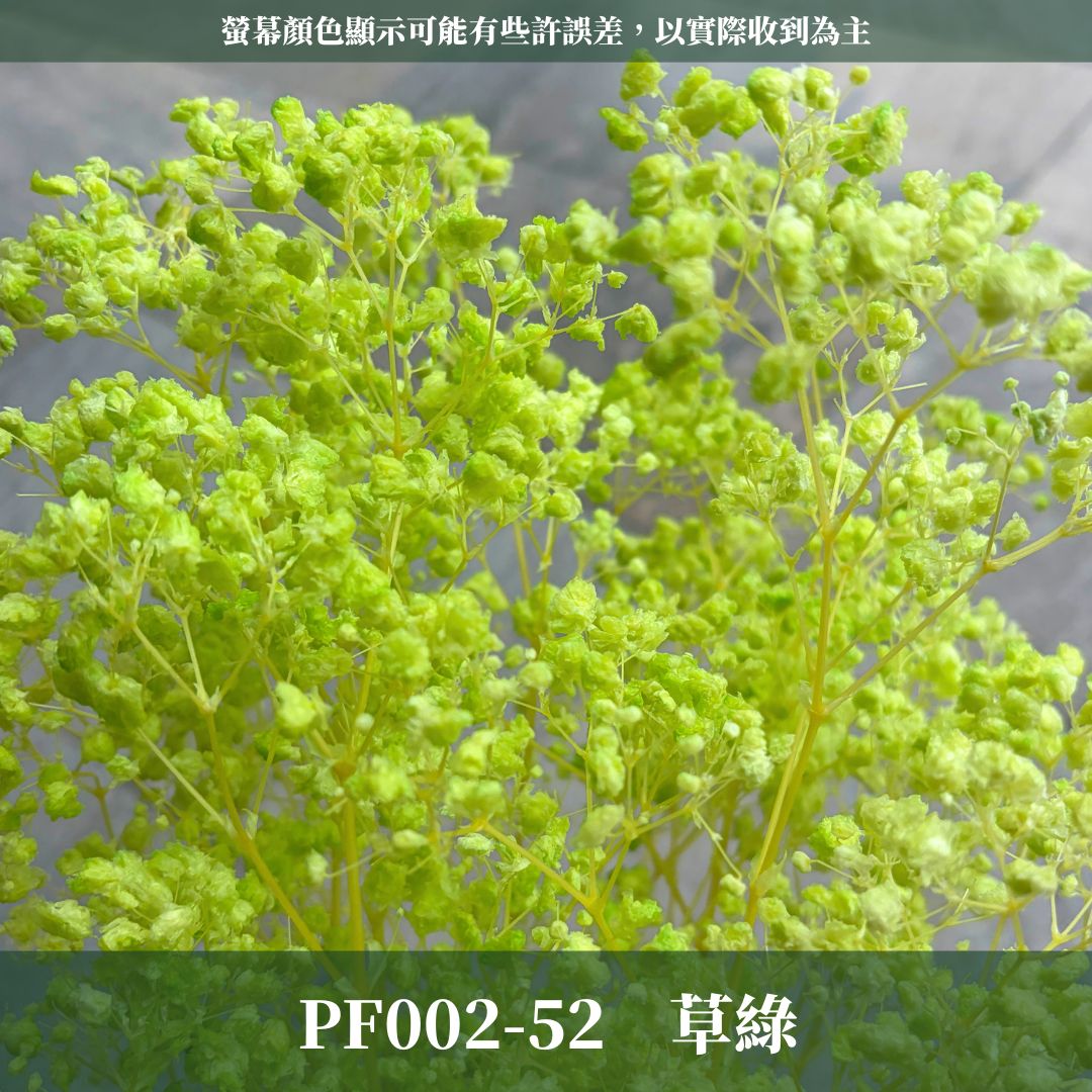 PF002 原裝夢幻星｜A級漂色滿天星 特級漂白滿天星 夢幻滿天星 永生花  乾燥花 拍照道具 店面佈置 DIY手作