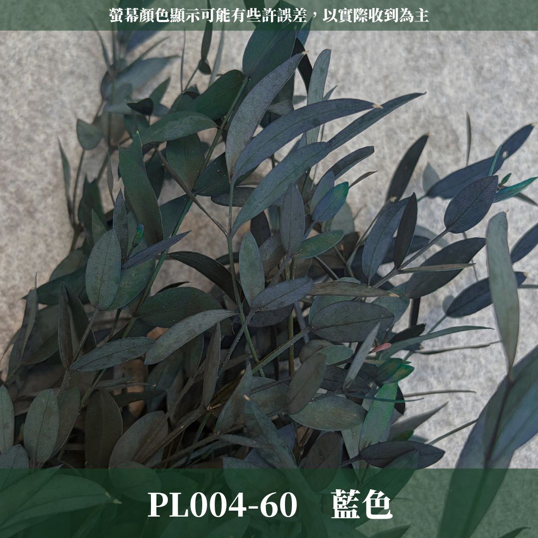 PL004 DL004 原裝細葉尤加利｜進口不凋細葉尤加利 乾燥花 永生花 不凋花 細葉尤加利 小葉尤加利 乾燥花束花材
