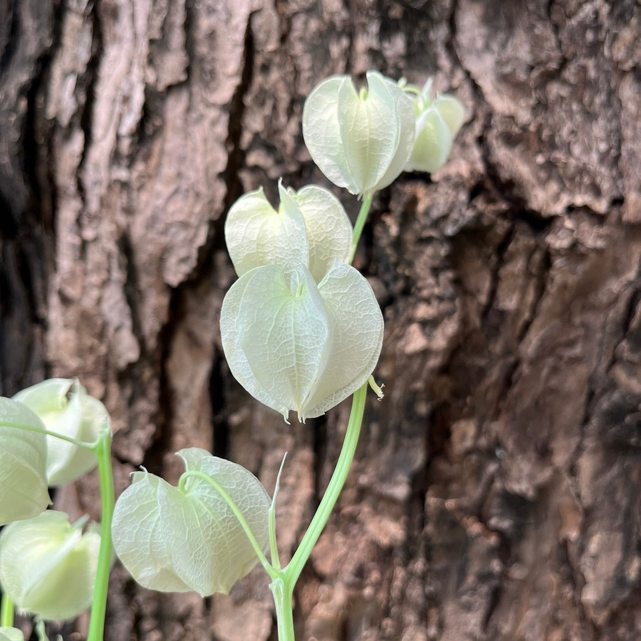 ✿ 台灣現貨 ✿ PA035s 風鈴果 小份量