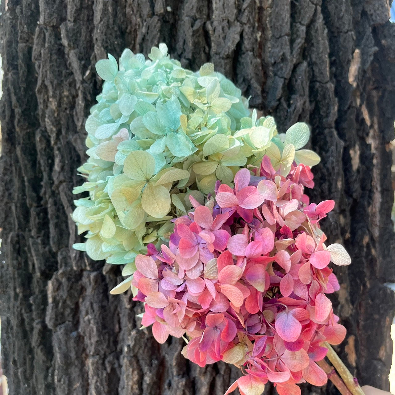 ✿ 台灣現貨 ✿ PF005C金字塔繡球 單隻 塔繡球 木繡球 永生 漸變 原裝