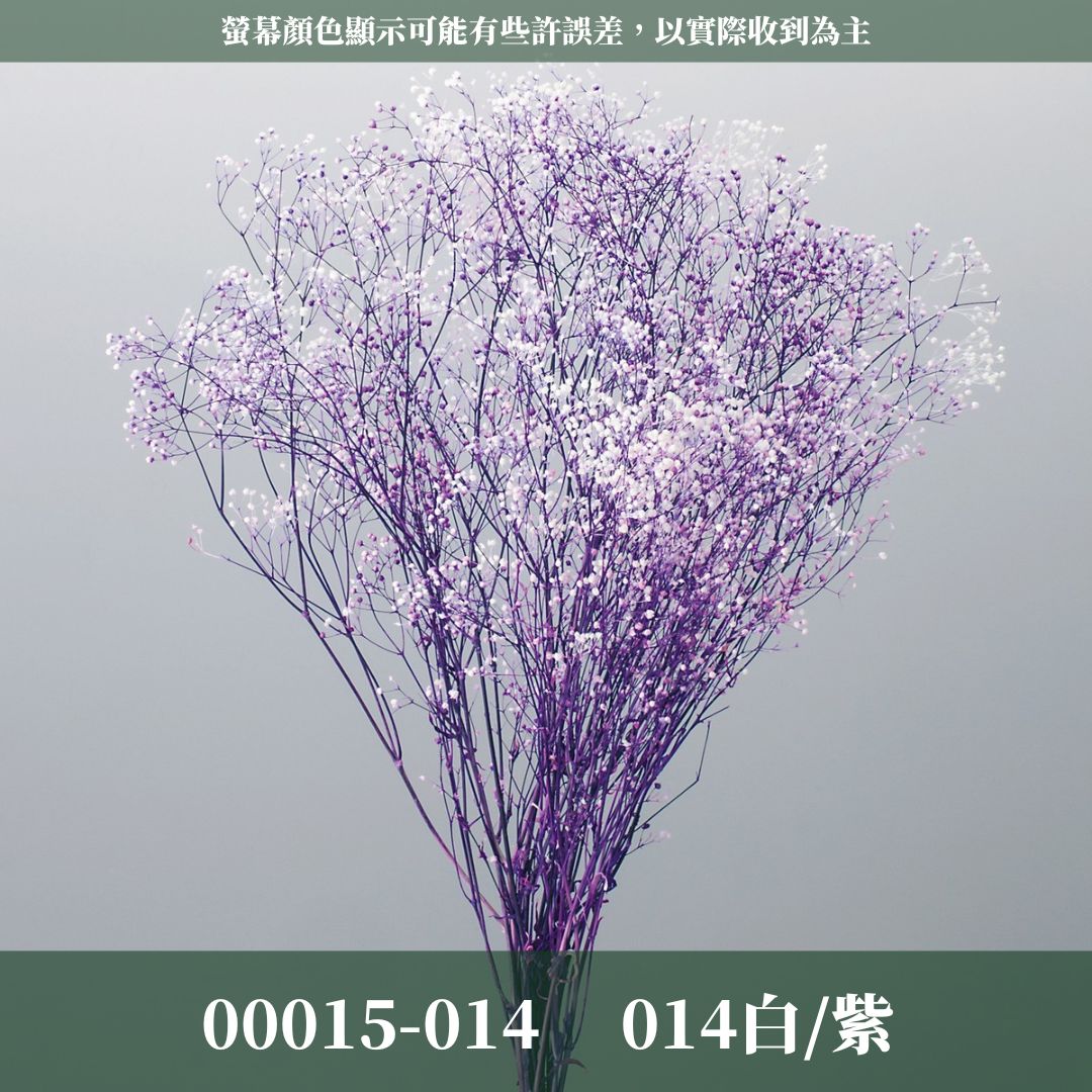 00015/00010迷你滿天星(漸層、亮片) 日本大地農園