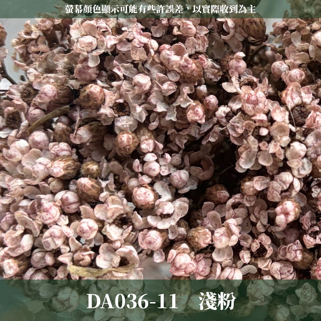 賠本出清｜DA036 原裝法國白梅｜法國小白梅 乾燥花 小配花 花束材料 小白花 野白梅 不凋花 擴香蠟燭美化材料 A級