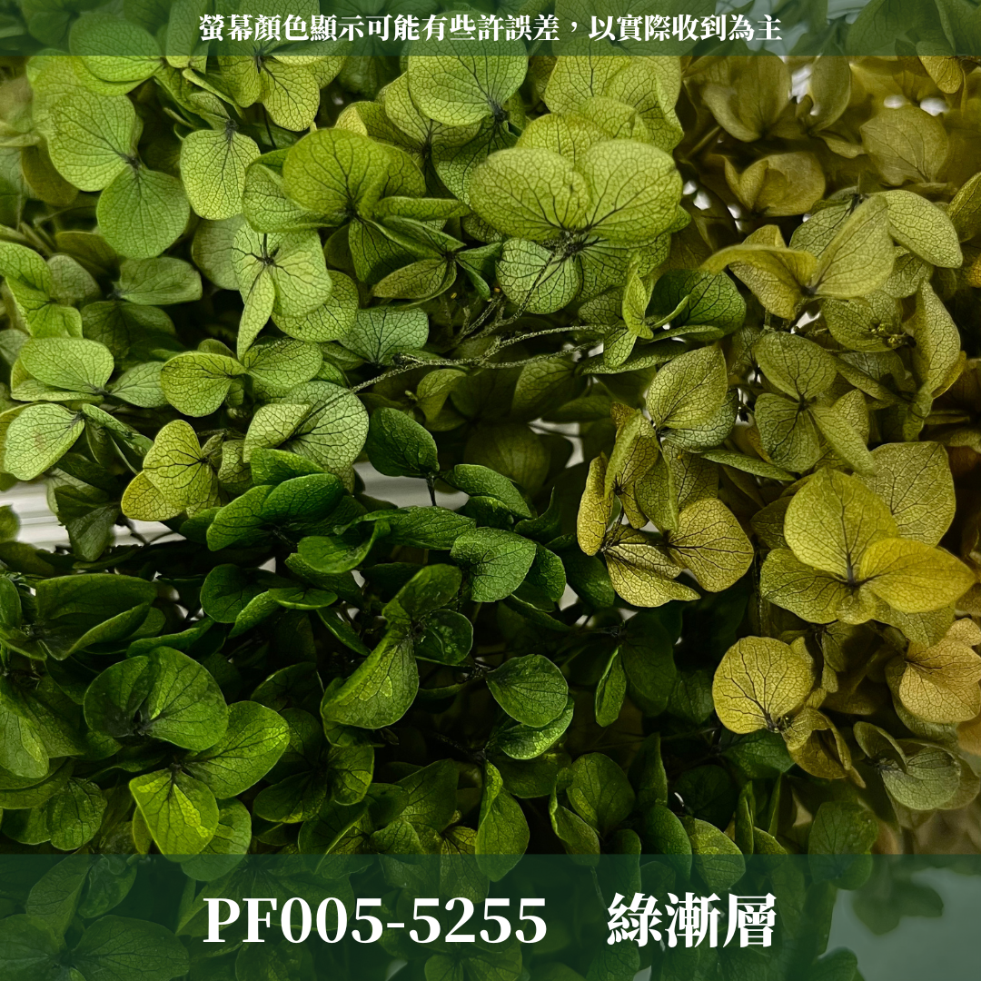 PF005-S 安娜繡球經濟盒裝｜ A級 漸層繡球 紫陽花 永生花 不凋花 乾燥花 DIY花材 拍攝道具 蜉蝣花花材
