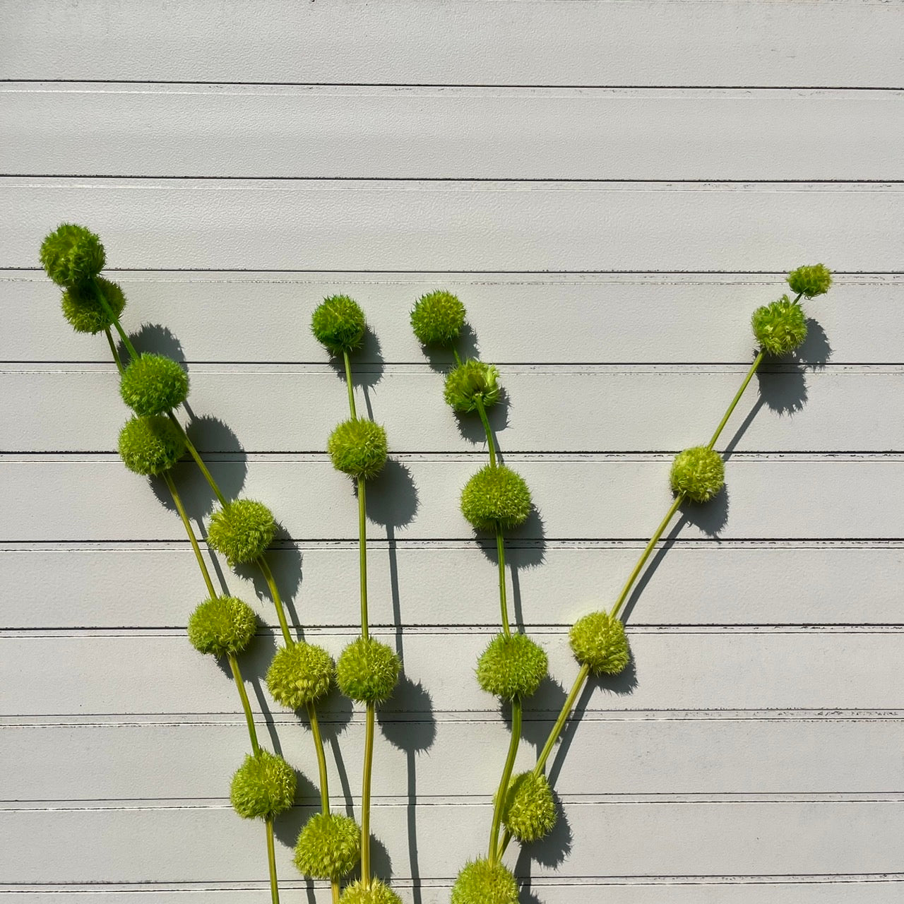 ✿ 台灣現貨 ✿ PA053 棒棒糖