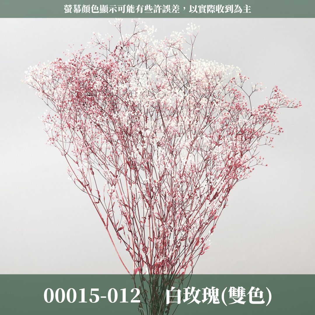 00015/00010迷你滿天星(漸層、亮片) 日本大地農園