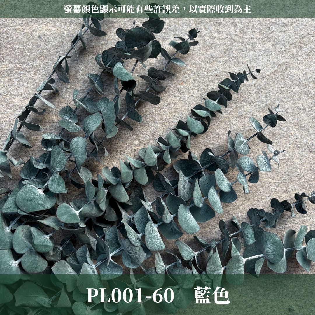 PL001 原裝寶貝尤加利｜不凋寶貝尤加利葉 小圓葉 永生花 染色尤加利 錢銅草 攝影道具 新娘捧花 乾燥花批發 捧花