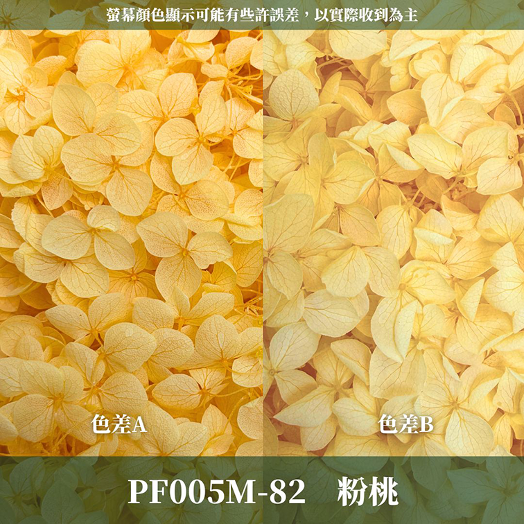 PF005M 安娜繡球中盒裝｜A級 漸層繡球 紫陽花 永生花 不凋花 乾燥花 DIY花材 拍攝道具 浮游花材料包