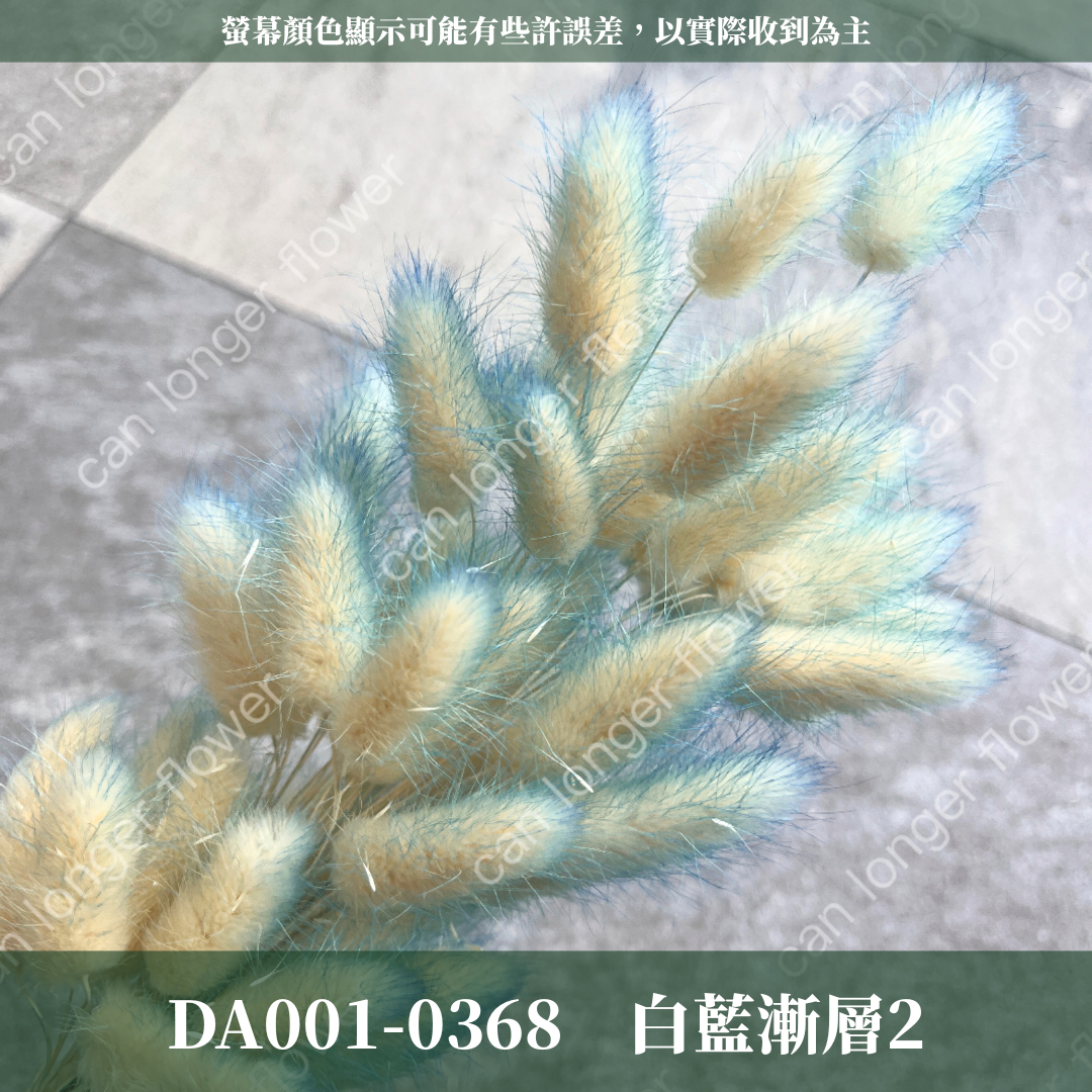 DA001 原裝兔尾草｜彩色兔尾草 乾燥永生花 花束花材 莫蘭迪色 插花DIY 拍照道具 乾燥兔尾草 乾燥花