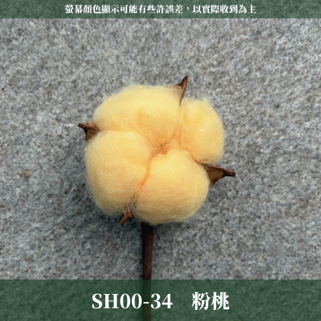 SH00s 棉花單支｜12+6種顏色 特殊五辦棉花特殊款 白色棉花 天然棉花 乾燥花 花藝 多色棉花 棉花 手工花 裝飾