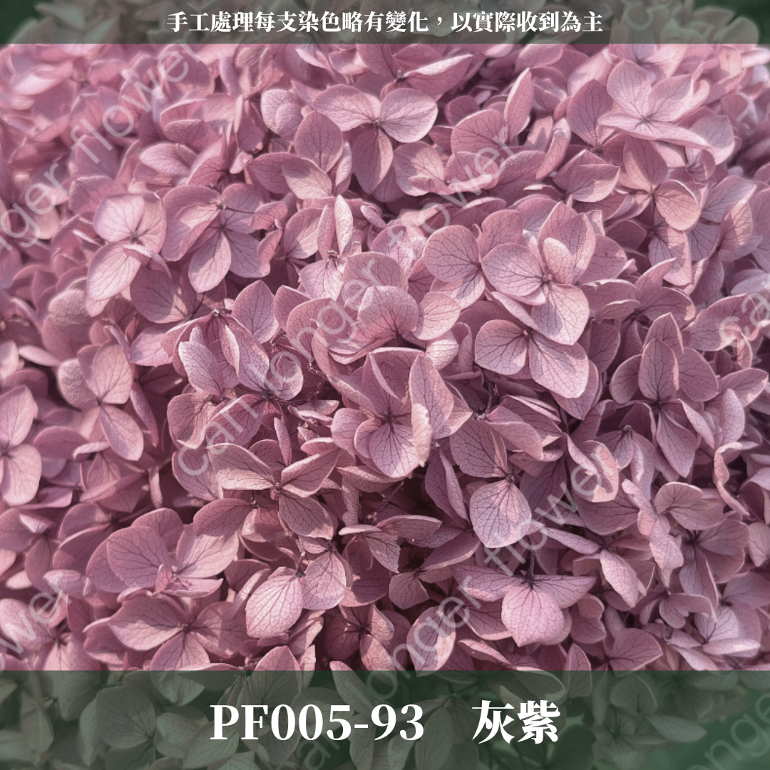 PF005-S 安娜繡球經濟盒裝｜ A級 漸層繡球 紫陽花 永生花 不凋花 乾燥花 DIY花材 拍攝道具 蜉蝣花花材