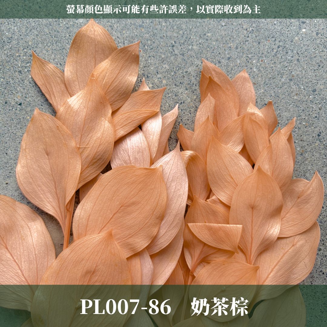 PL007 原裝玉竹葉｜夢幻紫色新登場｜進口不凋玉竹葉 永生桔葉 永生葉材 魚尾葉 桌花 乾燥葉材 花藝材料包 捧花