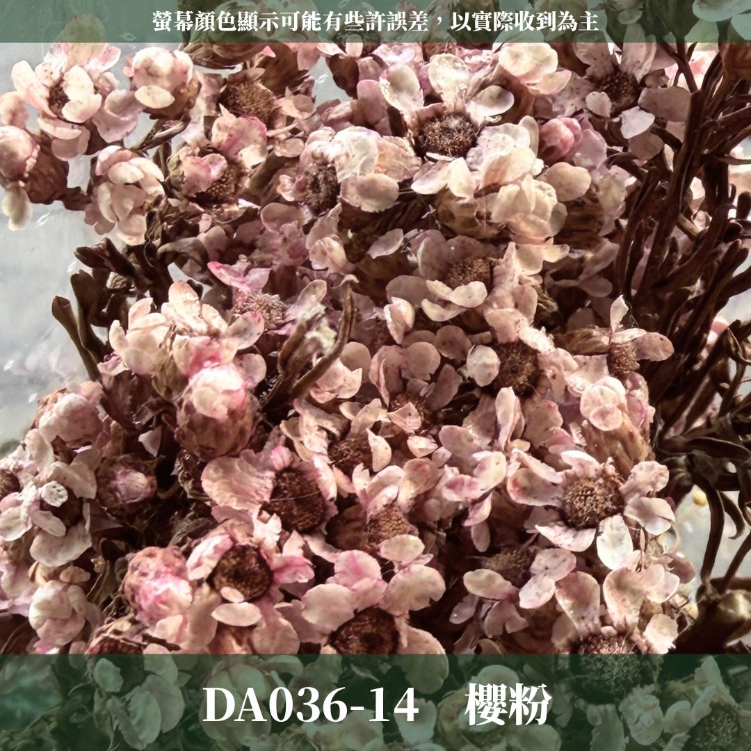 賠本出清｜DA036 原裝法國白梅｜法國小白梅 乾燥花 小配花 花束材料 小白花 野白梅 不凋花 擴香蠟燭美化材料 A級