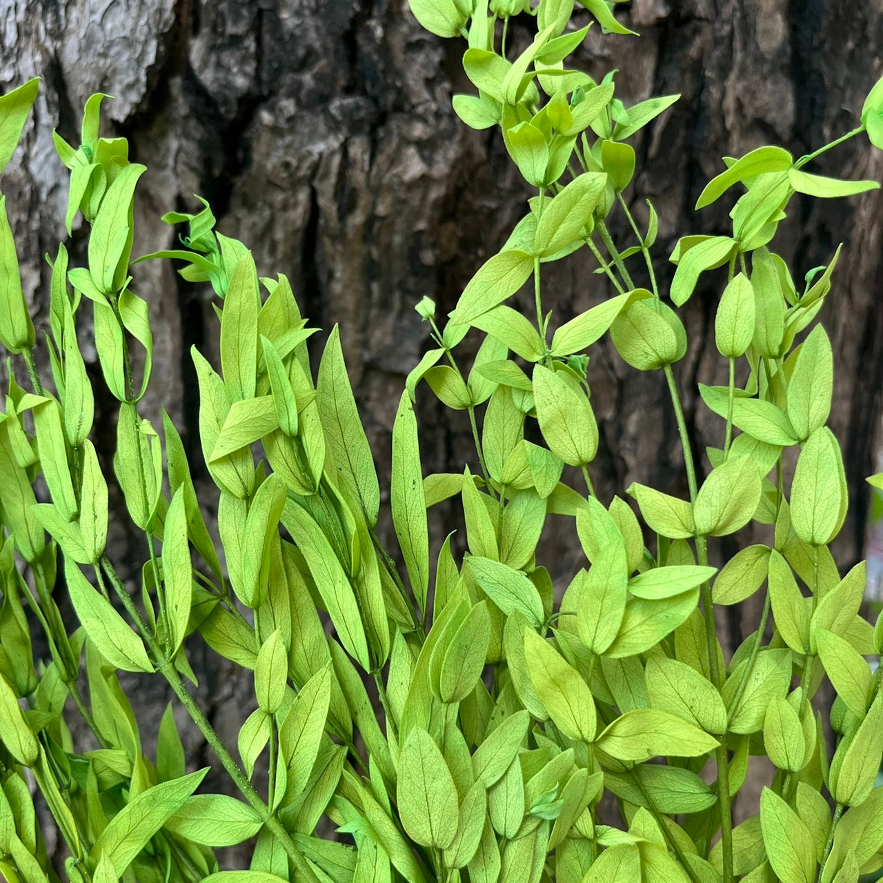 ✿ 台灣現貨 ✿ PL004 DL004 細葉尤加利