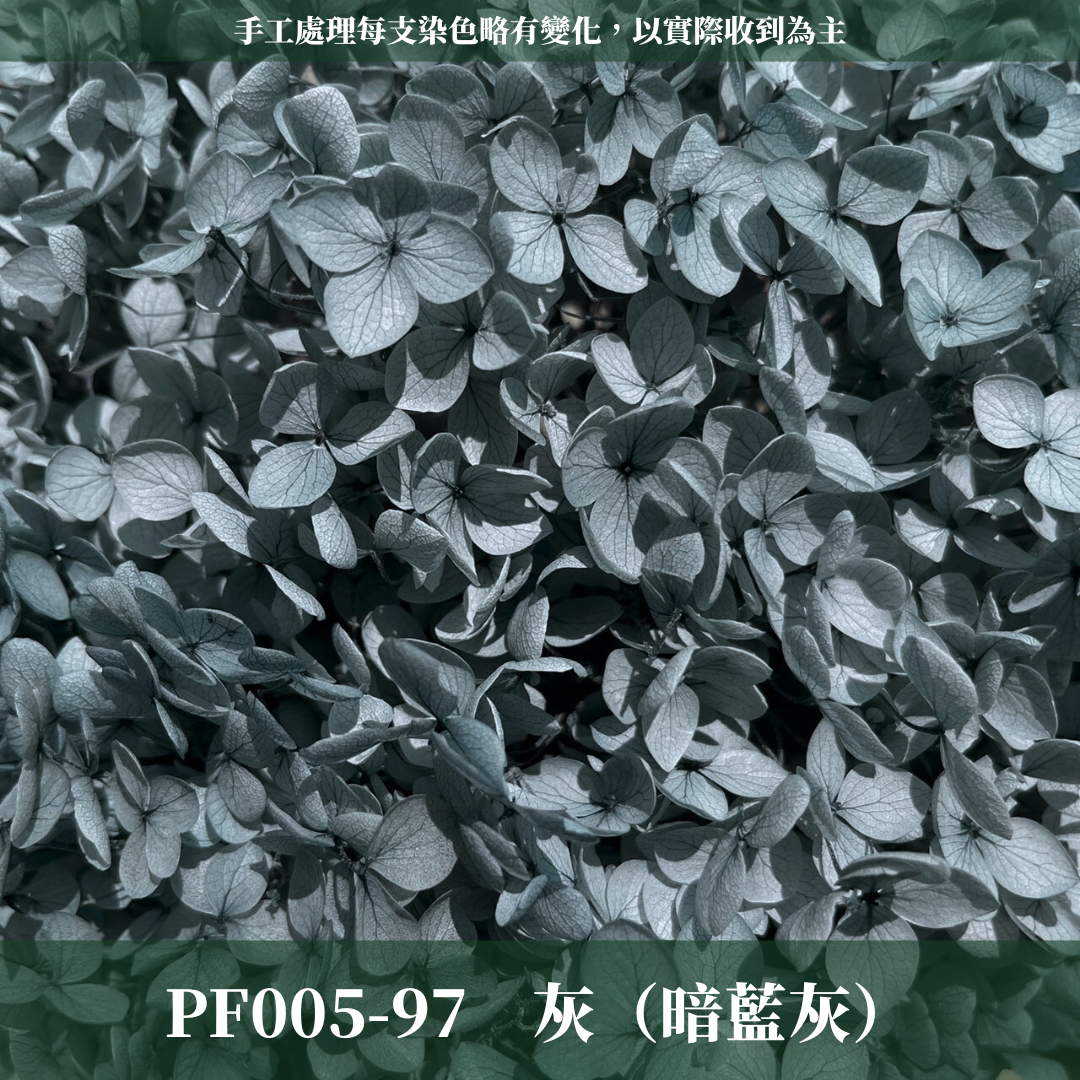 PF005-S 安娜繡球經濟盒裝｜ A級 漸層繡球 紫陽花 永生花 不凋花 乾燥花 DIY花材 拍攝道具 蜉蝣花花材