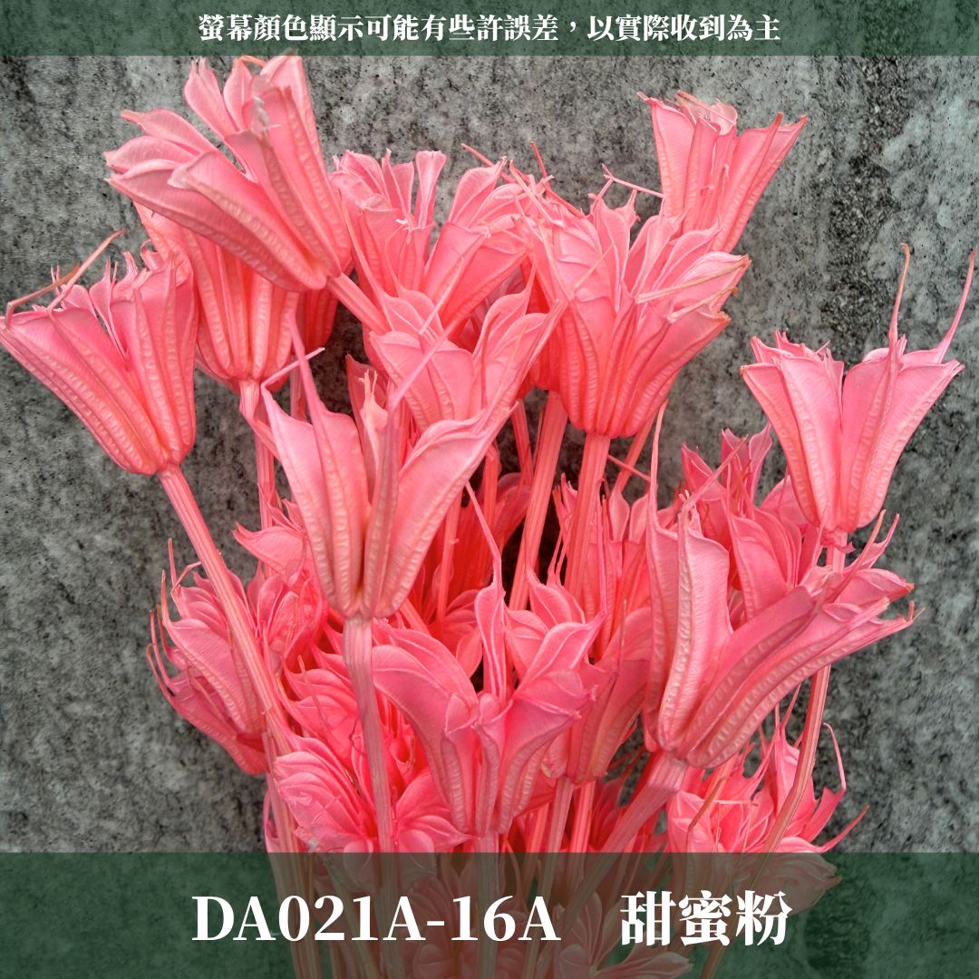 DA021A 原裝糖果色木百合｜乾燥小百合 八角花 乾燥花材 花束 裝飾 DIY插花 浮游花 蠟燭材料 手作拍照道具