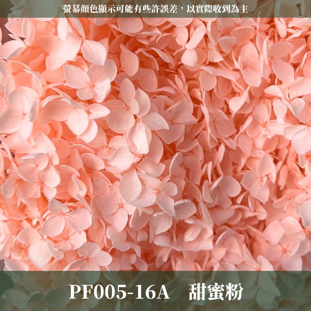 PF005 安娜繡球單支｜ A級 大份量 帶梗紫陽花 永生花 不凋花 乾燥花 DIY花材 拍攝道具 漸變花藝繡球 浮游花