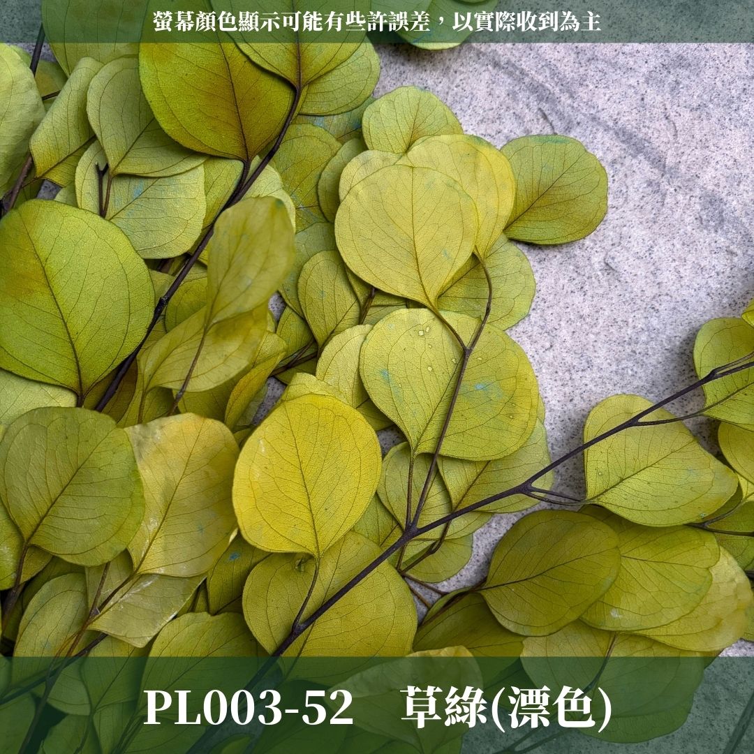 PL003 原裝蘋果葉尤加利｜超級回饋！9+3獨家漸層色！永生尤加利葉 尤加利葉 永生花 乾燥花 花材出清 裝飾擺件