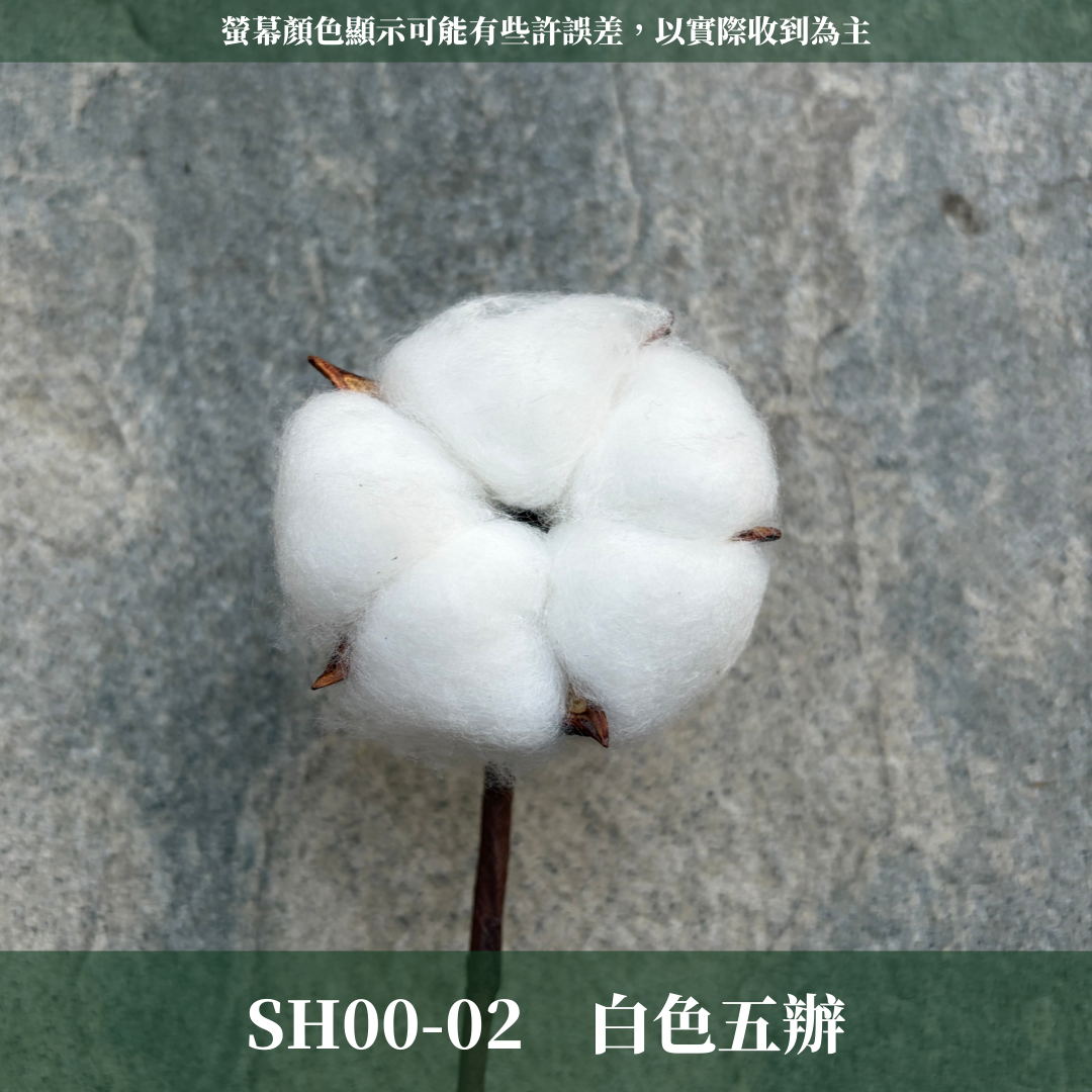 SH00s 棉花單支｜12+6種顏色 特殊五辦棉花特殊款 白色棉花 天然棉花 乾燥花 花藝 多色棉花 棉花 手工花 裝飾