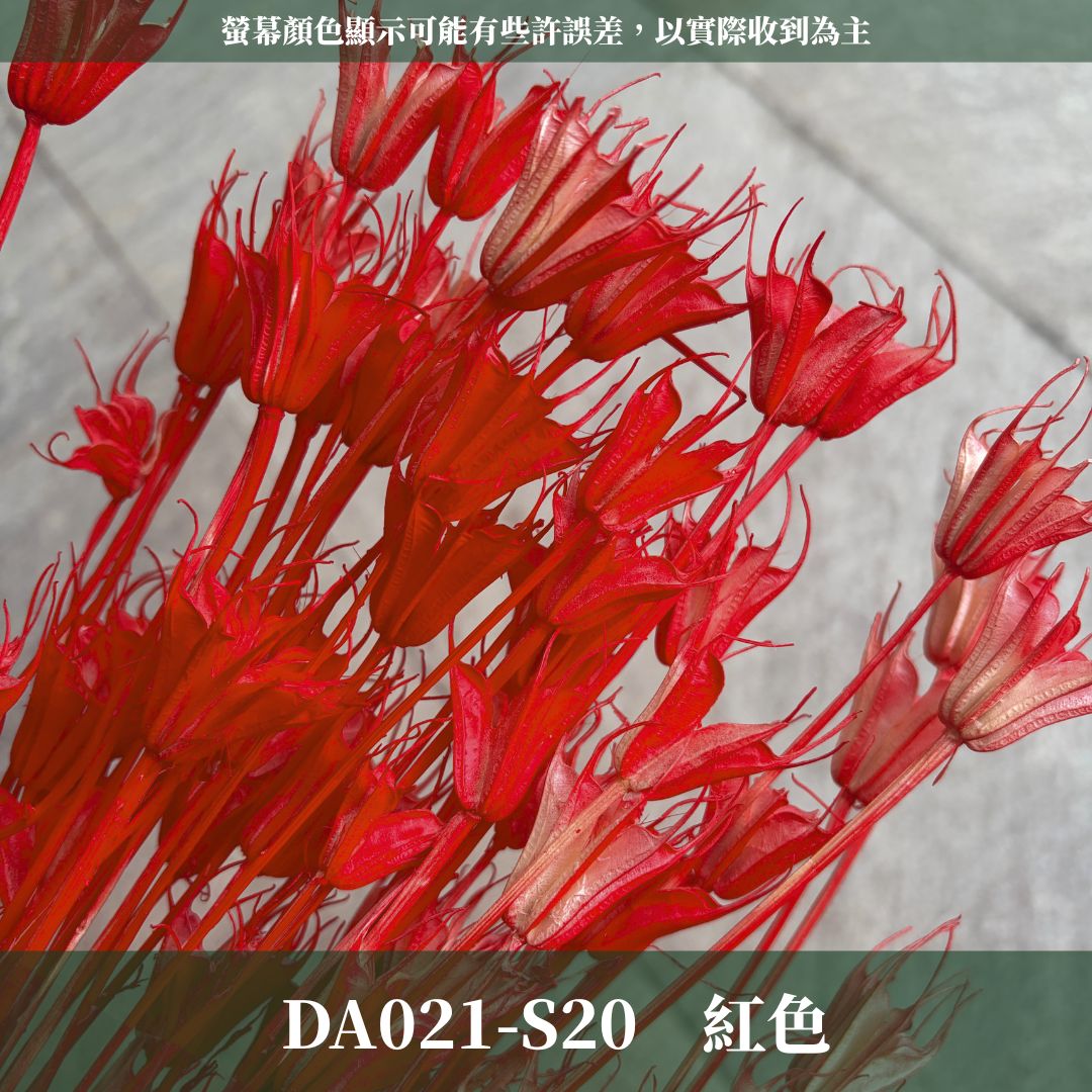 DA021 原裝木百合｜乾燥小百合 八角花 乾燥花材 花束 裝飾 DIY插花 浮游花 蠟燭材料 手作拍照道具 台灣現貨
