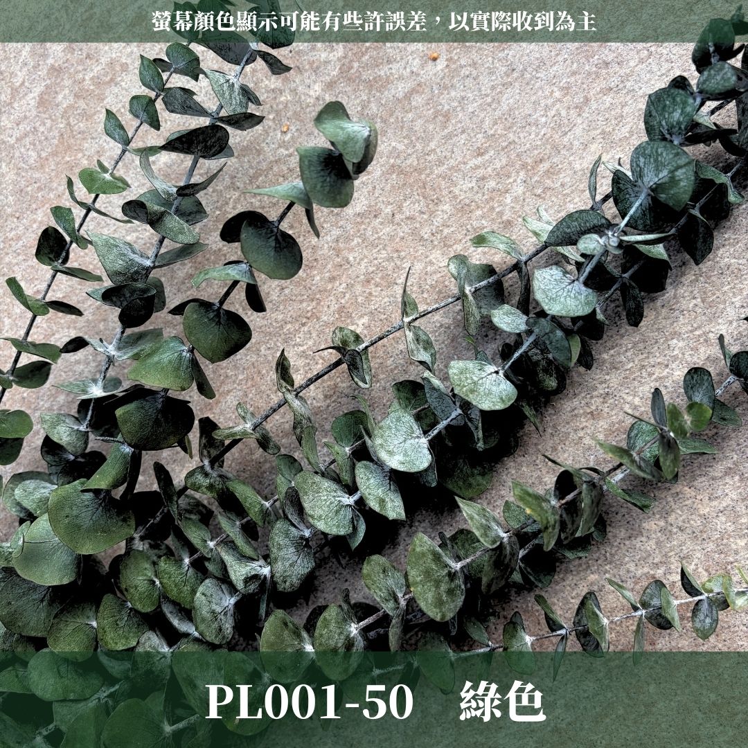 PL001 原裝寶貝尤加利｜不凋寶貝尤加利葉 小圓葉 永生花 染色尤加利 錢銅草 攝影道具 新娘捧花 乾燥花批發 捧花