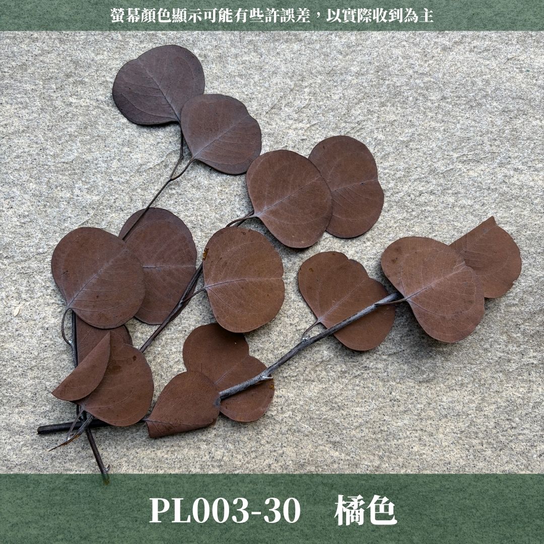PL003s 蘋果葉尤加利經濟包｜原裝感恩回饋中！永生尤加利葉 尤加利葉 永生花 乾燥花 花材出清 裝飾擺件 插花葉材