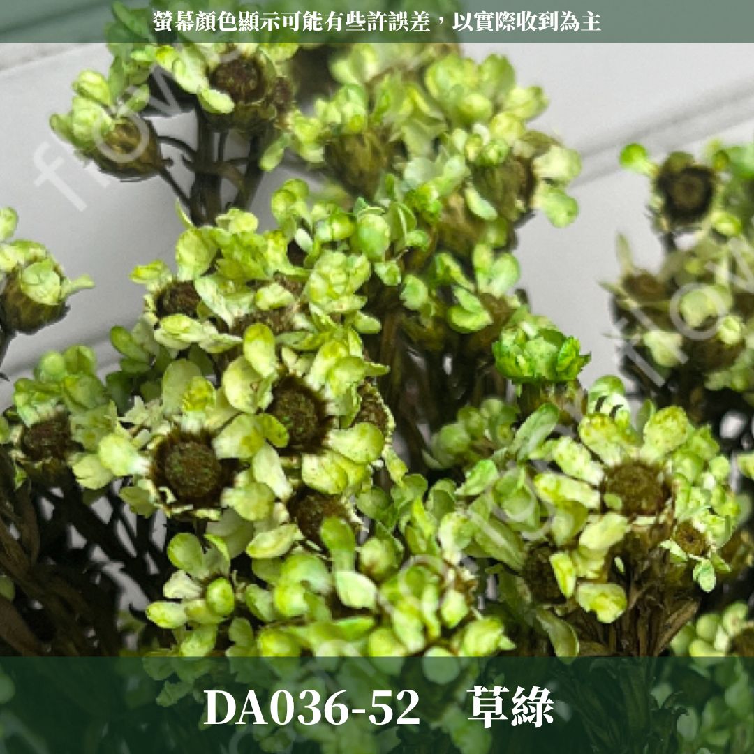 賠本出清｜DA036 原裝法國白梅｜法國小白梅 乾燥花 小配花 花束材料 小白花 野白梅 不凋花 擴香蠟燭美化材料 A級