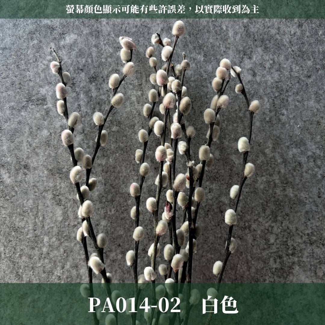PA014 原裝銀柳｜招財永生銀柳枝條 彩色貓柳 染色細柱柳 春節花禮 過年花材 節氣佈置 年宵花 乾燥花
