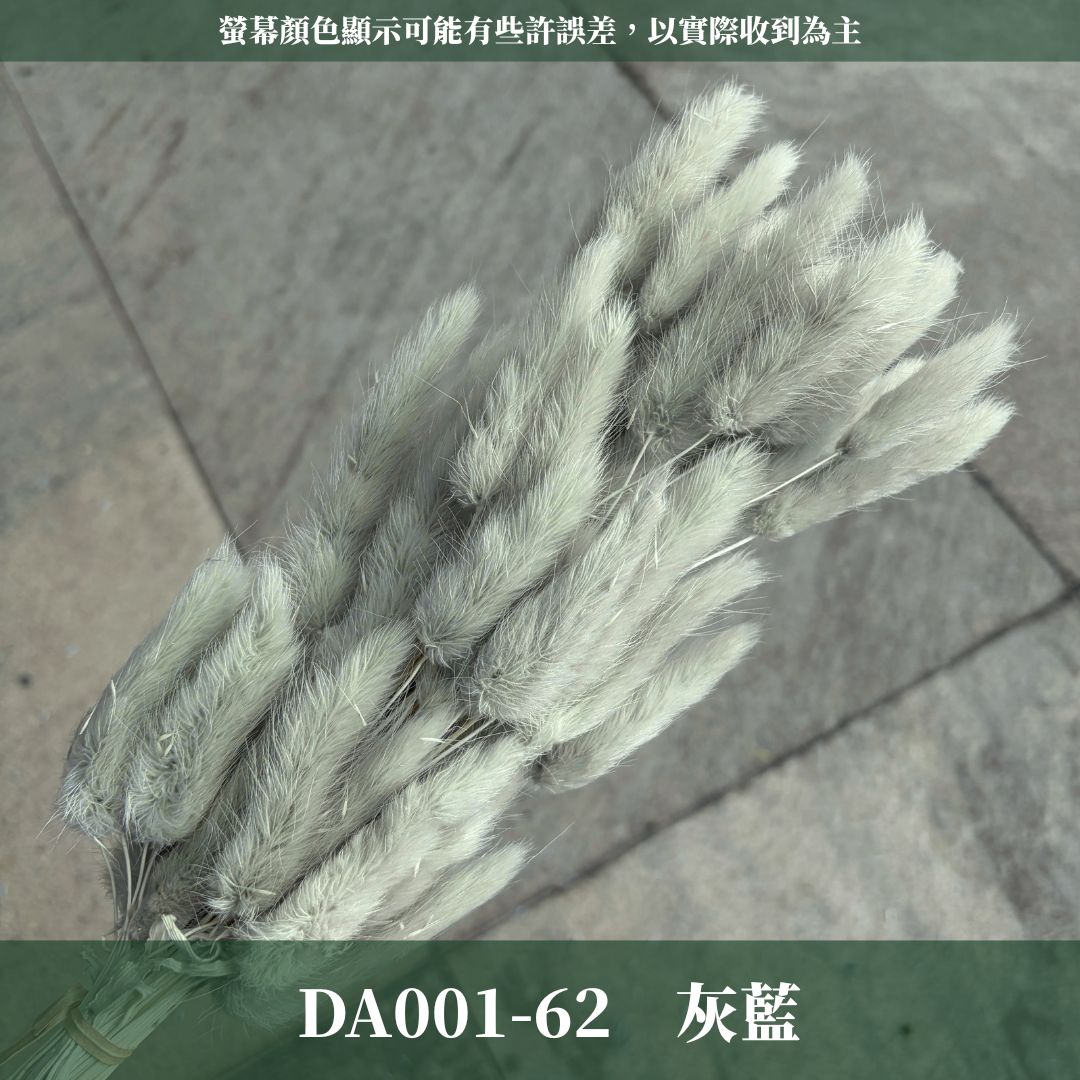 DA001 原裝兔尾草｜彩色兔尾草 乾燥永生花 花束花材 莫蘭迪色 插花DIY 拍照道具 乾燥兔尾草 乾燥花