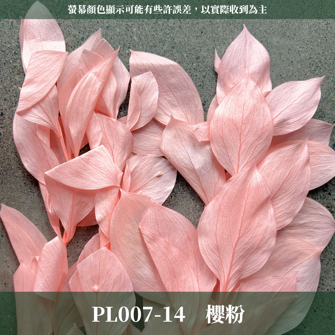 PL007 原裝玉竹葉｜夢幻紫色新登場｜進口不凋玉竹葉 永生桔葉 永生葉材 魚尾葉 桌花 乾燥葉材 花藝材料包 捧花