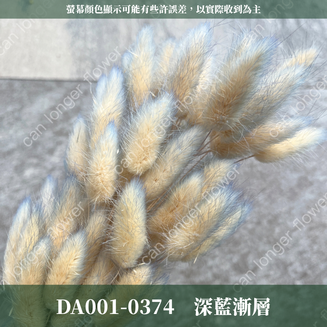 DA001 原裝兔尾草｜彩色兔尾草 乾燥永生花 花束花材 莫蘭迪色 插花DIY 拍照道具 乾燥兔尾草 乾燥花