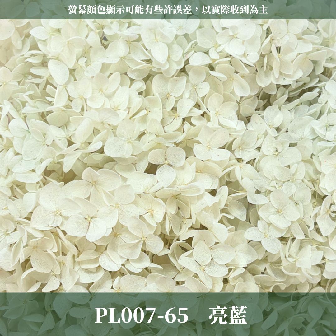 PF005 安娜繡球單支｜ A級 大份量 帶梗紫陽花 永生花 不凋花 乾燥花 DIY花材 拍攝道具 漸變花藝繡球 浮游花