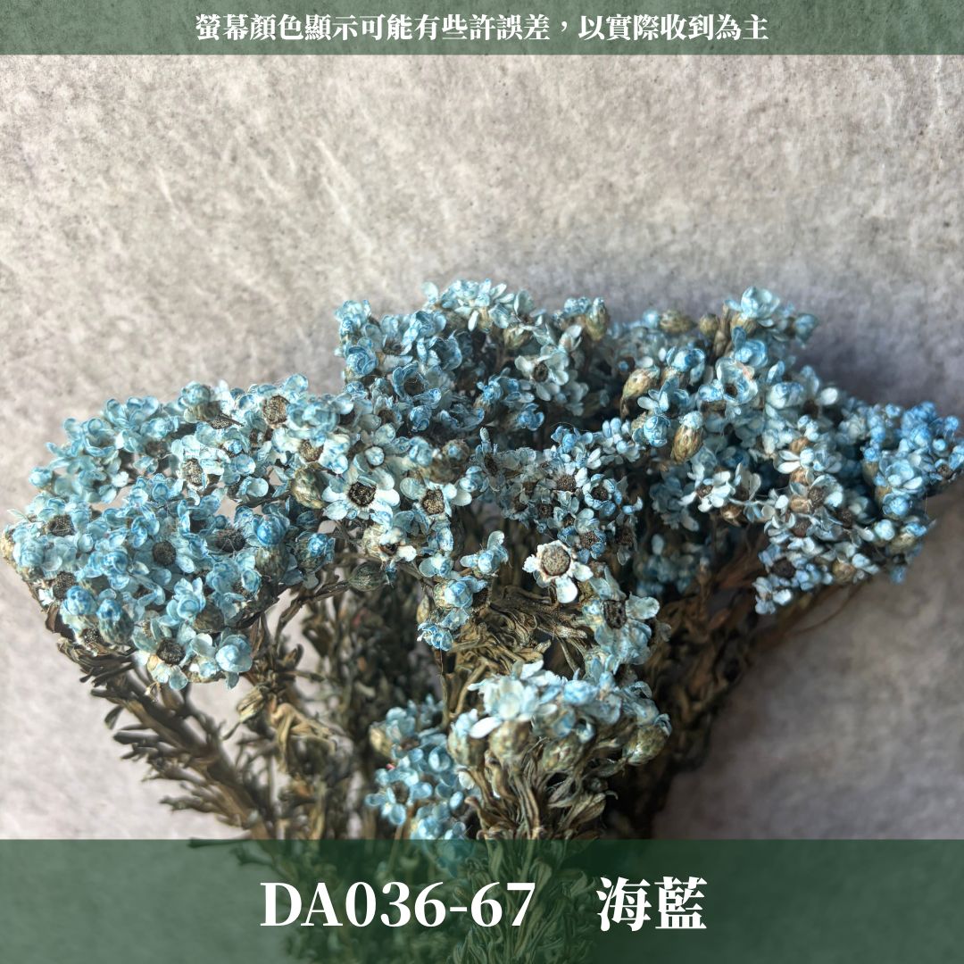 賠本出清｜DA036 原裝法國白梅｜法國小白梅 乾燥花 小配花 花束材料 小白花 野白梅 不凋花 擴香蠟燭美化材料 A級