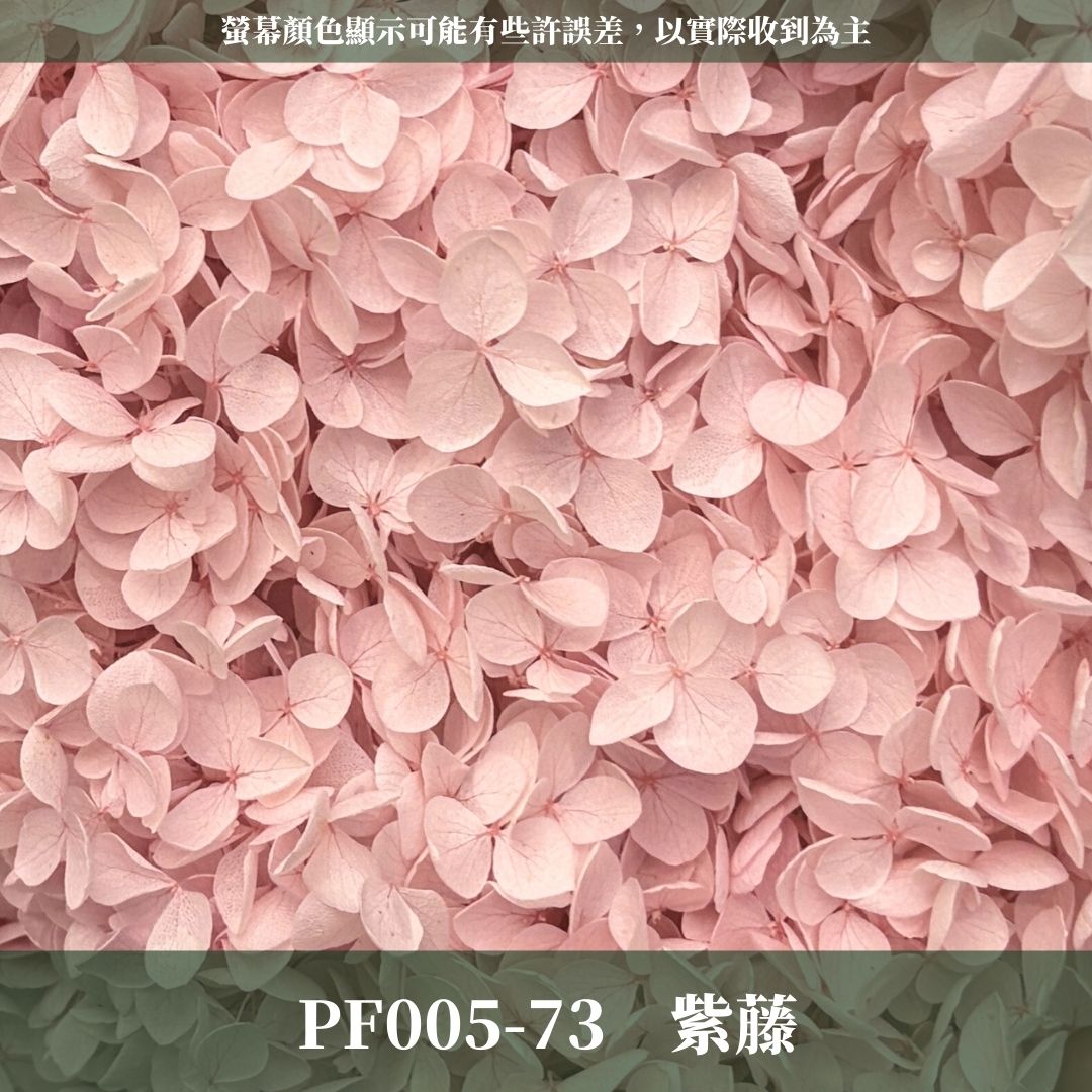 PF005 安娜繡球單支｜ A級 大份量 帶梗紫陽花 永生花 不凋花 乾燥花 DIY花材 拍攝道具 漸變花藝繡球 浮游花