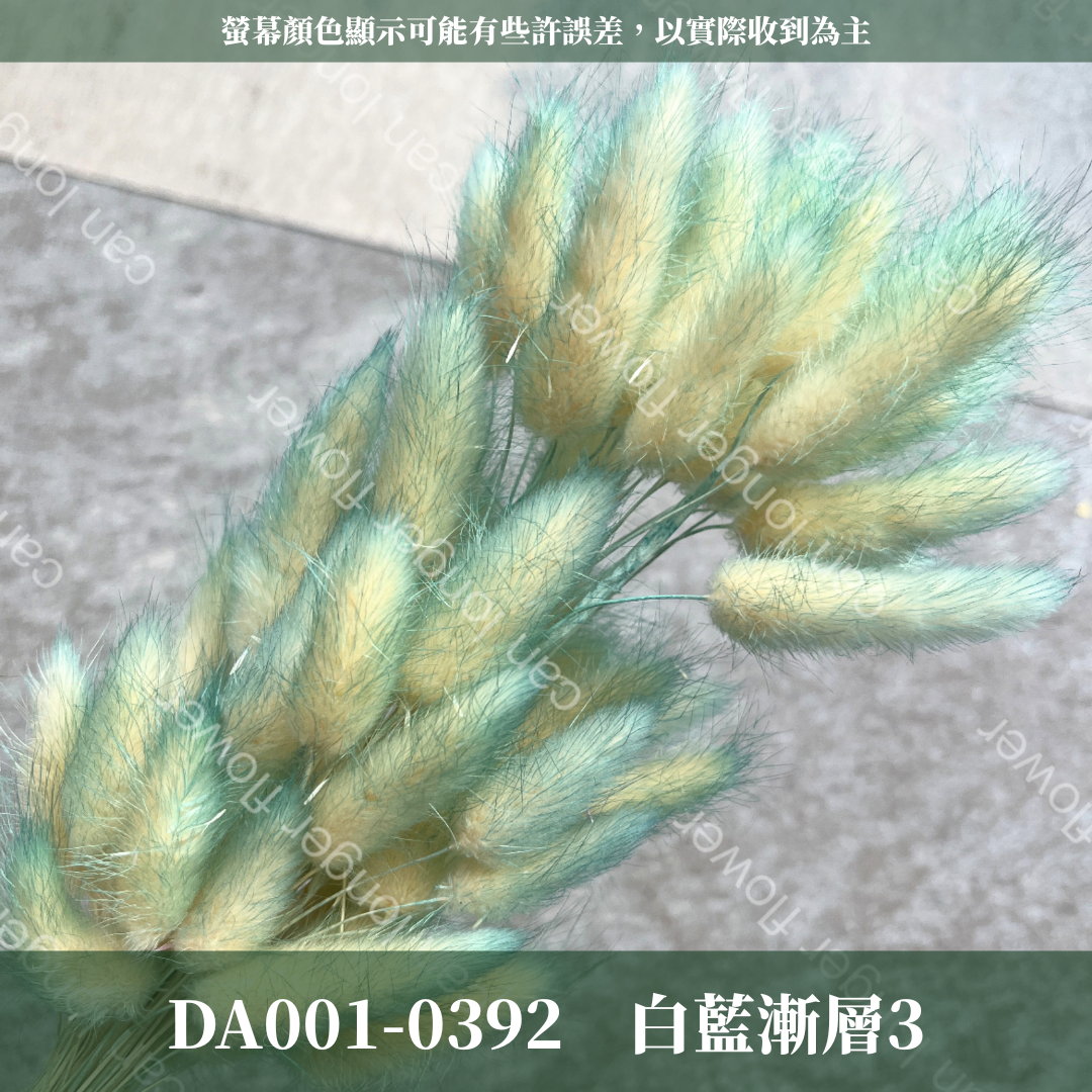 DA001 原裝兔尾草｜彩色兔尾草 乾燥永生花 花束花材 莫蘭迪色 插花DIY 拍照道具 乾燥兔尾草 乾燥花
