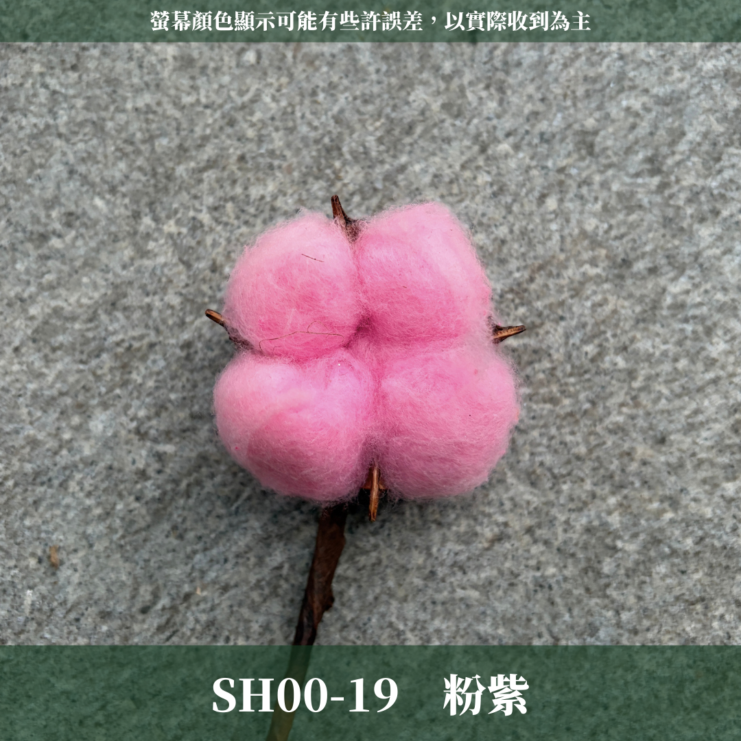 SH00s 棉花單支｜12+6種顏色 特殊五辦棉花特殊款 白色棉花 天然棉花 乾燥花 花藝 多色棉花 棉花 手工花 裝飾