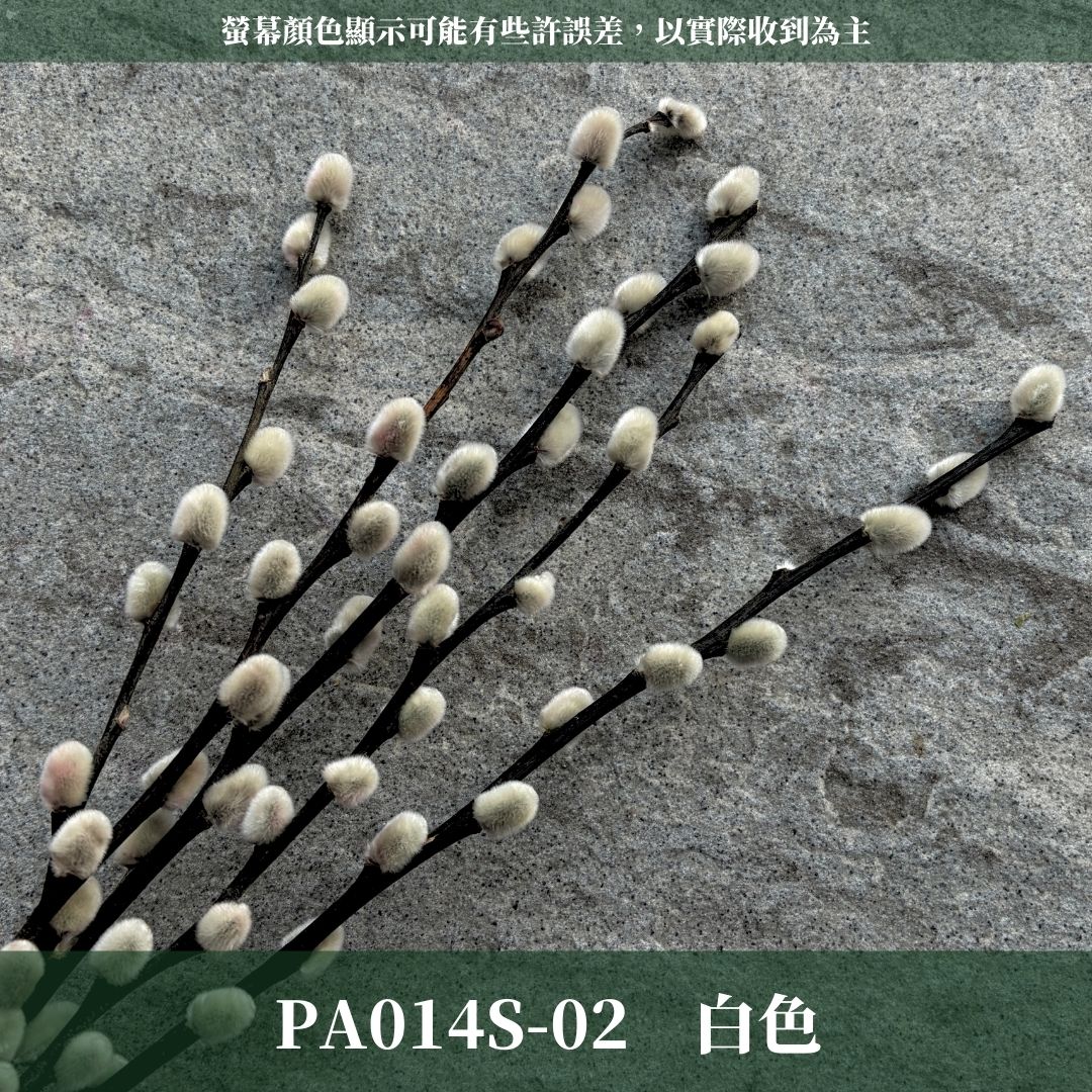 PA014S 銀柳經濟包｜招財永生銀柳枝條 彩色貓柳 染色細柱柳 春節花禮 過年花材 節氣佈置 年宵花 乾燥花