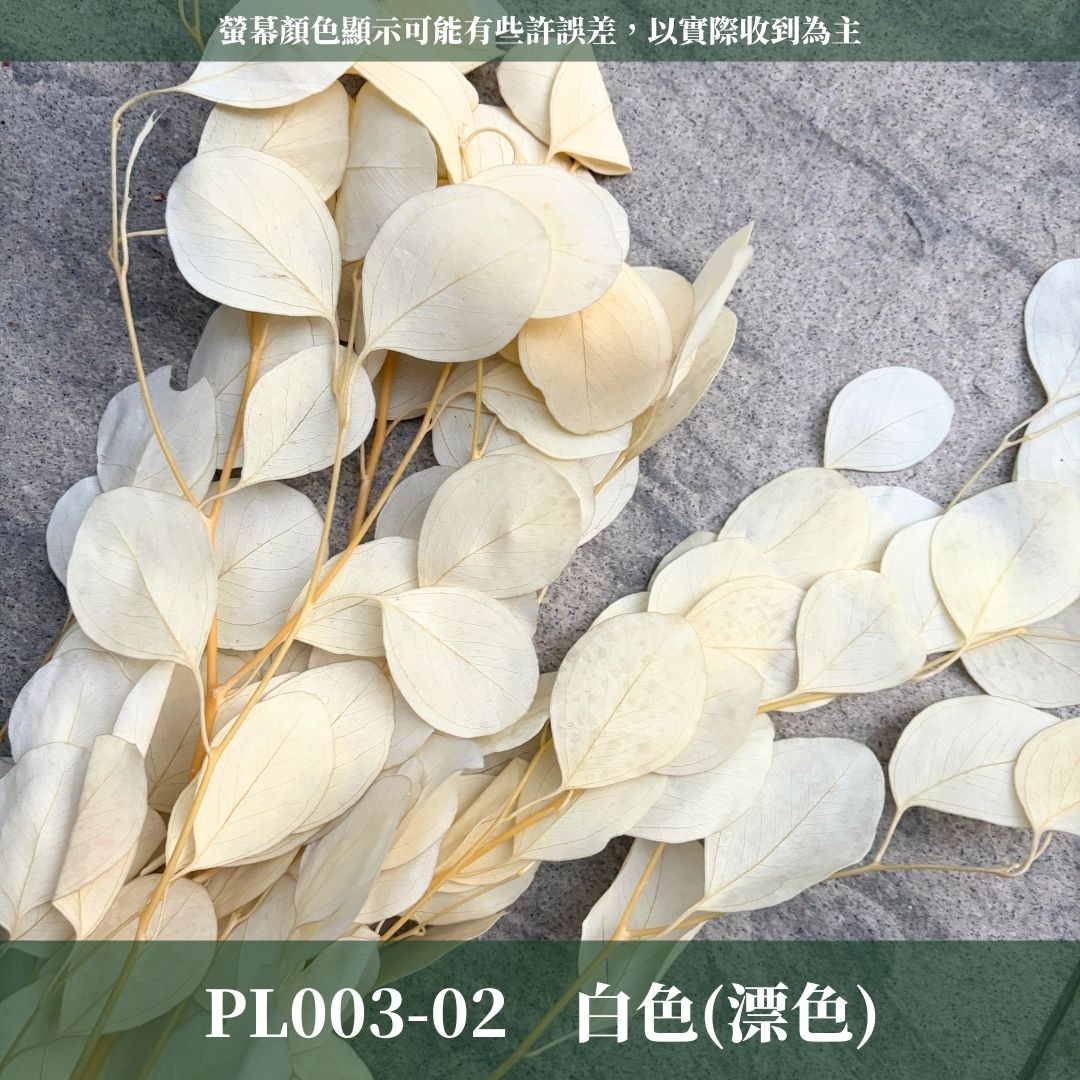 PL003 原裝蘋果葉尤加利｜超級回饋！9+3獨家漸層色！永生尤加利葉 尤加利葉 永生花 乾燥花 花材出清 裝飾擺件