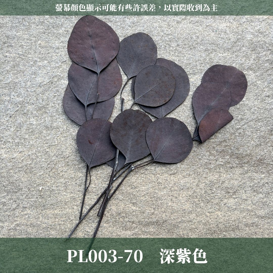PL003s 蘋果葉尤加利經濟包｜原裝感恩回饋中！永生尤加利葉 尤加利葉 永生花 乾燥花 花材出清 裝飾擺件 插花葉材