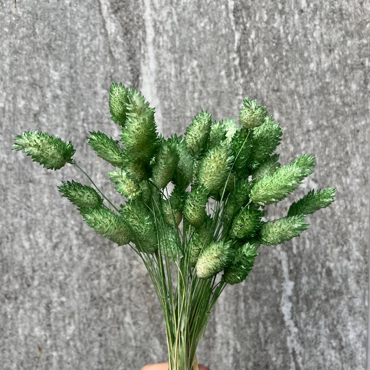 DA002S 加那利 小份量 寶石草 佳那利 加納利 小穗花 台灣現貨