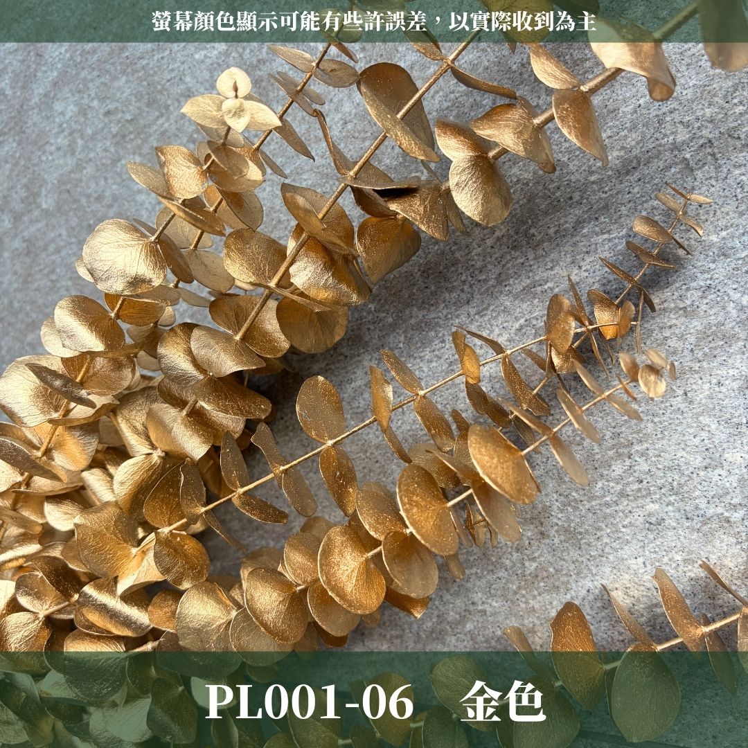 PL001 原裝寶貝尤加利｜不凋寶貝尤加利葉 小圓葉 永生花 染色尤加利 錢銅草 攝影道具 新娘捧花 乾燥花批發 捧花