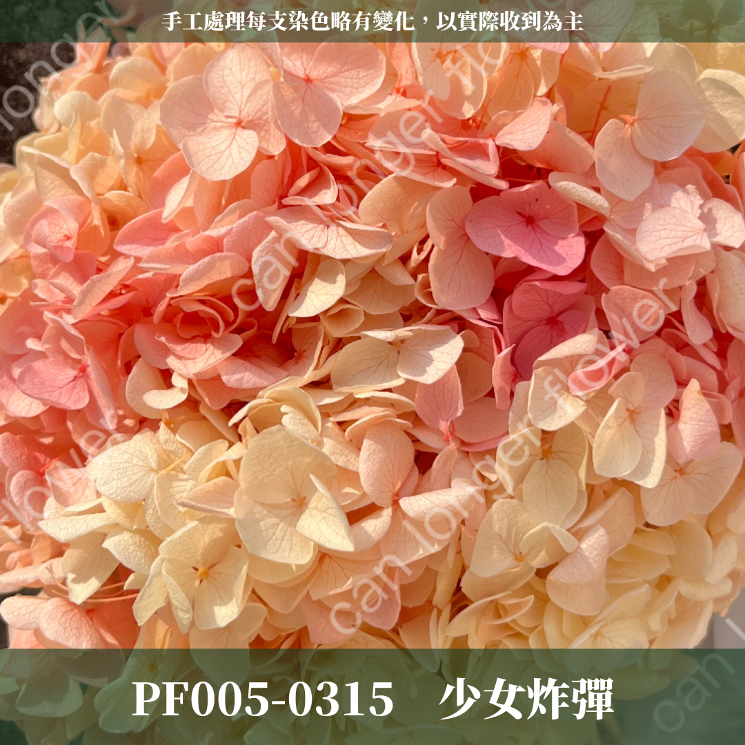 PF005-S 安娜繡球經濟盒裝｜ A級 漸層繡球 紫陽花 永生花 不凋花 乾燥花 DIY花材 拍攝道具 蜉蝣花花材
