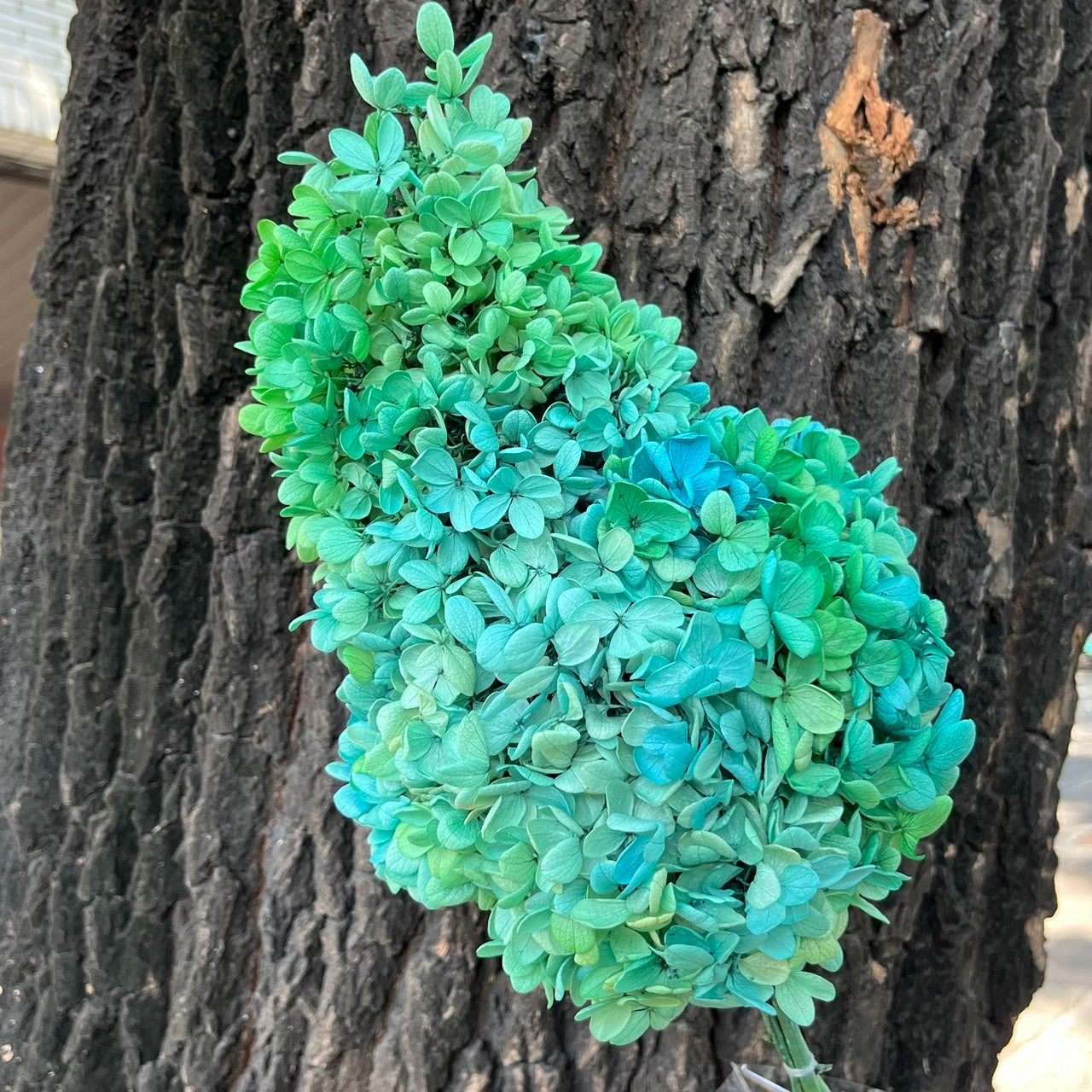 ✿ 台灣現貨 ✿ PF005C金字塔繡球 單隻 塔繡球 木繡球 永生 漸變 原裝