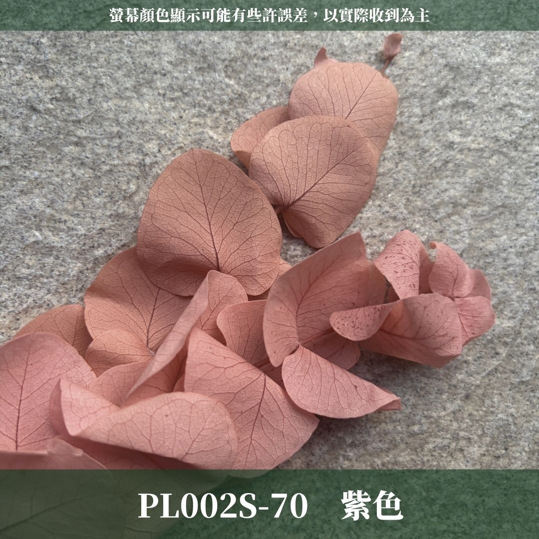 PL002S 大軟葉尤加利經濟包｜花藝獨家！特殊漸層尤加利 花材 葉材 永生花 乾燥花 不凋花花藝師用料 拍照道具花材