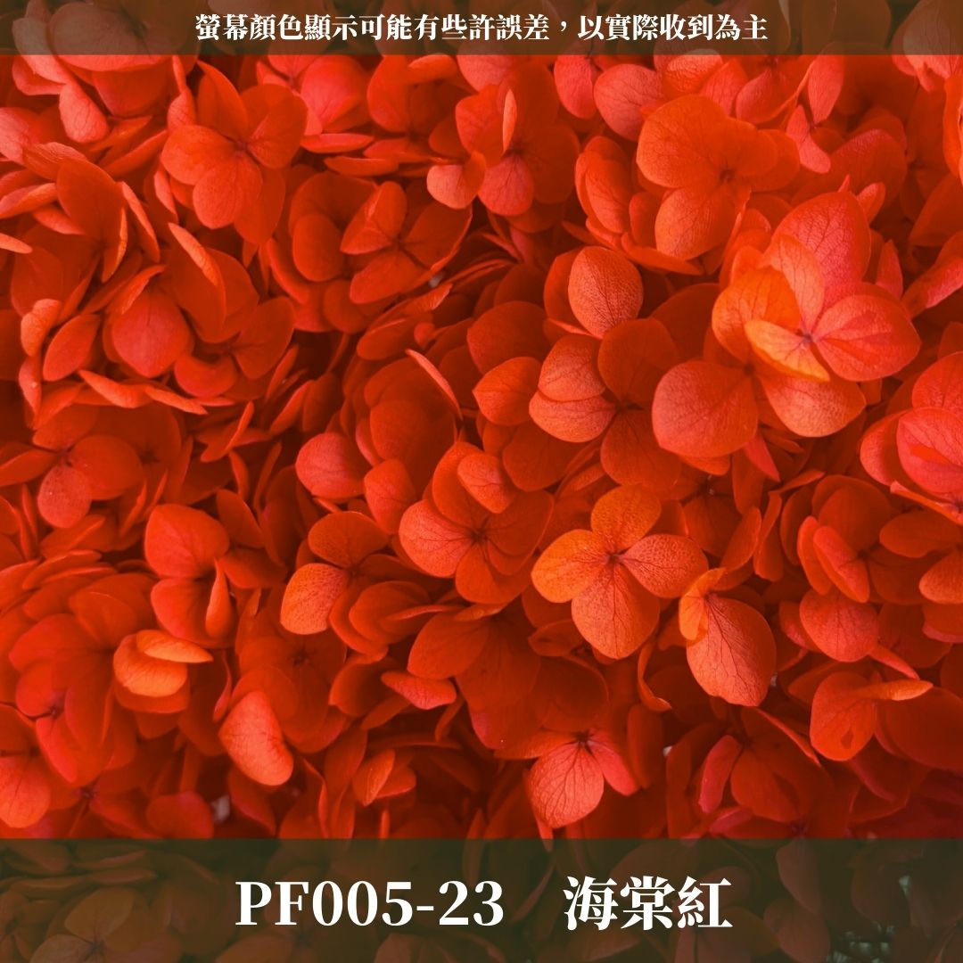 PF005-S 安娜繡球經濟盒裝｜ A級 漸層繡球 紫陽花 永生花 不凋花 乾燥花 DIY花材 拍攝道具 蜉蝣花花材