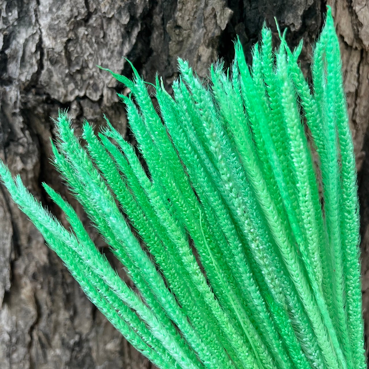 【台灣現貨】DA048麒麟草 金絲草 原裝/小份量 捧花配花材 葉材 居家裝飾 攝影道具 室內裝飾 DIY 手作花材