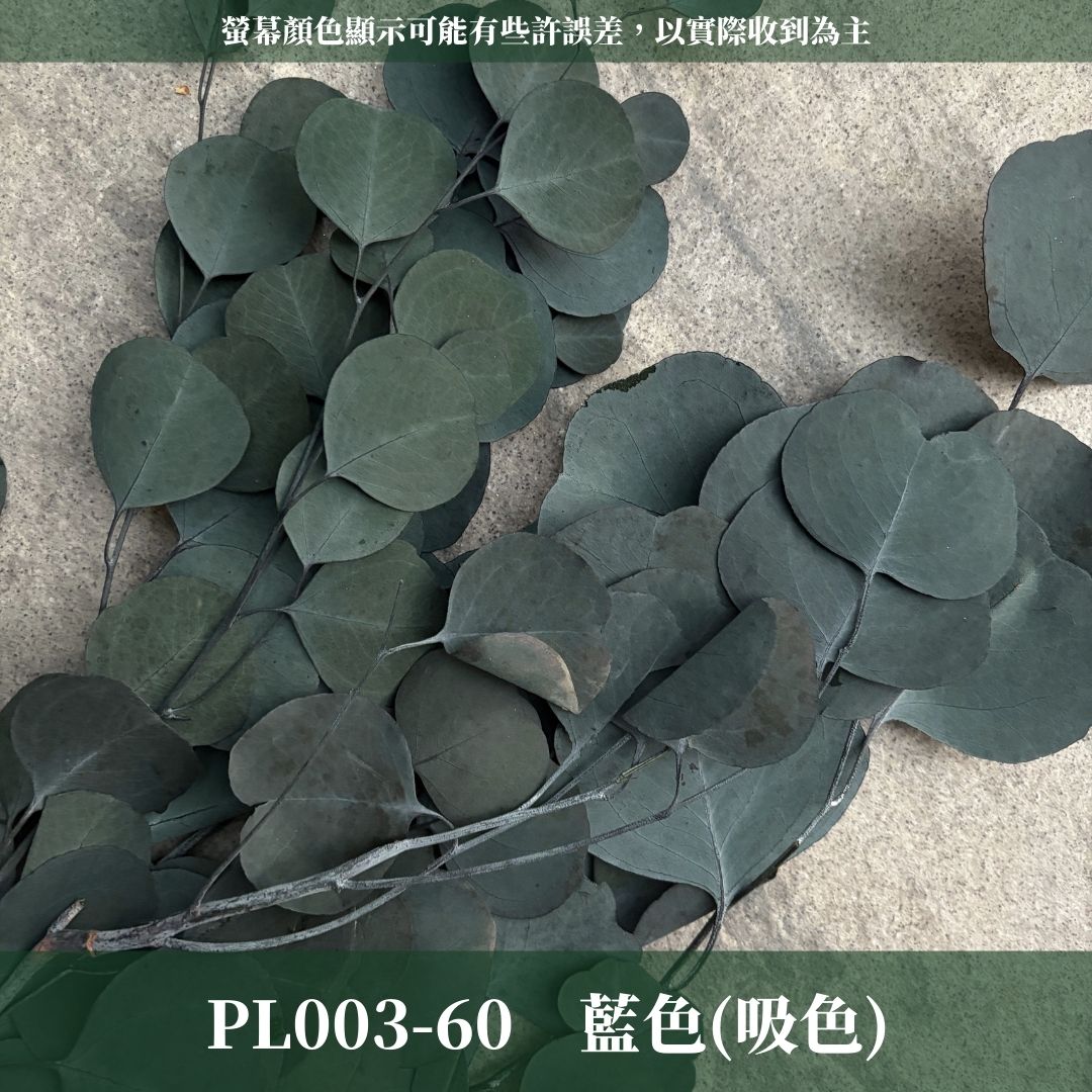 PL003 原裝蘋果葉尤加利｜超級回饋！9+3獨家漸層色！永生尤加利葉 尤加利葉 永生花 乾燥花 花材出清 裝飾擺件